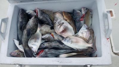 Spring Cape Cod Fishing Charter | 8HRS Inshore Fishing Bass and Scup