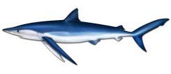 Blue Shark