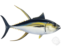 Yellowfin Tuna