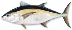 bluefin tuna